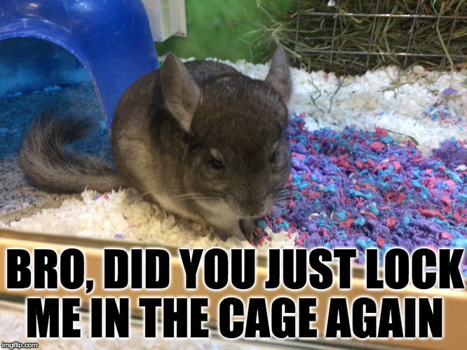 BRO, DID YOU JUST LOCK ME IN THE CAGE AGAIN | image tagged in funny animals,animals have feelings,funny,memes,funny memes | made w/ Imgflip meme maker