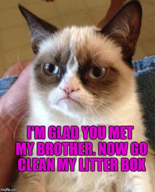 Grumpy Cat Meme | I'M GLAD YOU MET MY BROTHER. NOW GO CLEAN MY LITTER BOX | image tagged in memes,grumpy cat | made w/ Imgflip meme maker