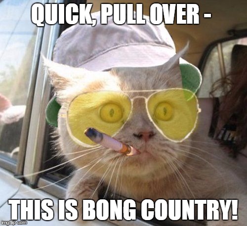 fear and loathing kitty | QUICK, PULL OVER - THIS IS BONG COUNTRY! | image tagged in fear and loathing kitty | made w/ Imgflip meme maker