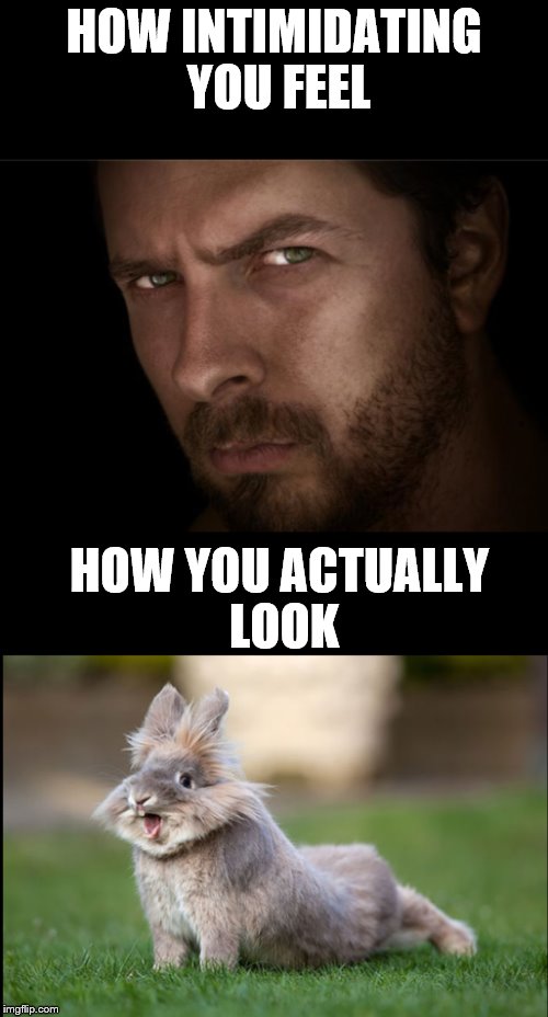 HOW INTIMIDATING YOU FEEL; HOW YOU ACTUALLY LOOK | image tagged in bunny | made w/ Imgflip meme maker