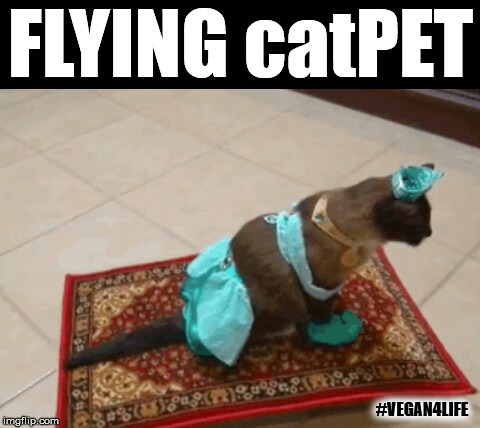 Aladdin aprouved | FLYING catPET; #VEGAN4LIFE | image tagged in memes,funny memes,vegan4life,walt disney,aladdin,cats | made w/ Imgflip meme maker