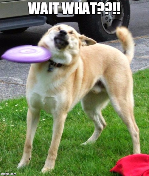 Dog Fail | WAIT WHAT??!! | image tagged in dog fail | made w/ Imgflip meme maker