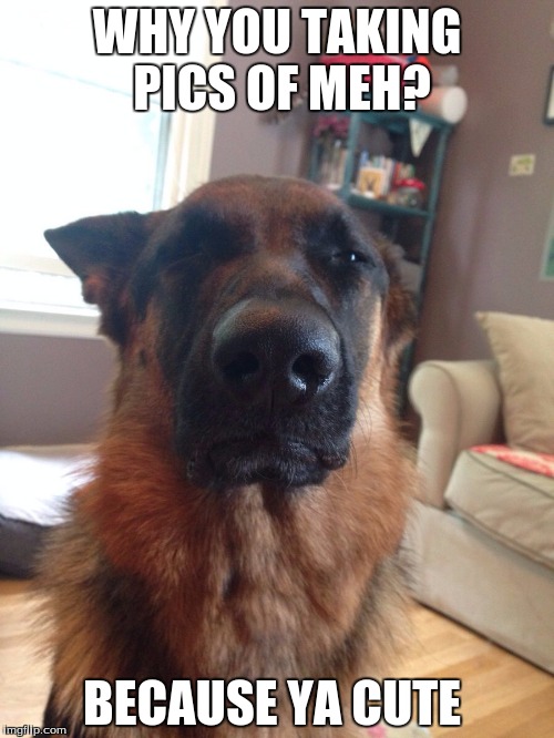 Suspicious German Shepherd | WHY YOU TAKING PICS OF MEH? BECAUSE YA CUTE | image tagged in suspicious german shepherd | made w/ Imgflip meme maker