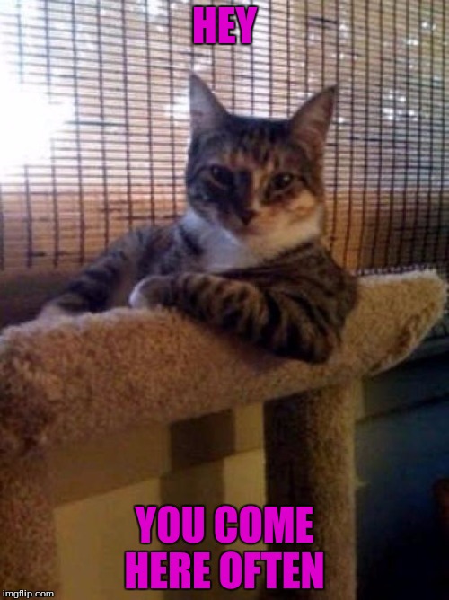 Flirtatious Cat | HEY; YOU COME HERE OFTEN | image tagged in memes,the most interesting cat in the world,cats | made w/ Imgflip meme maker
