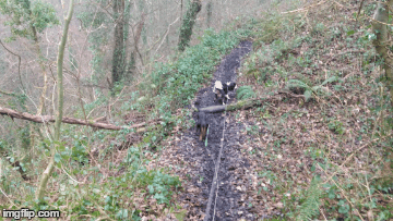 In your own time Bella :) | image tagged in gifs,dogs,dog | made w/ Imgflip images-to-gif maker