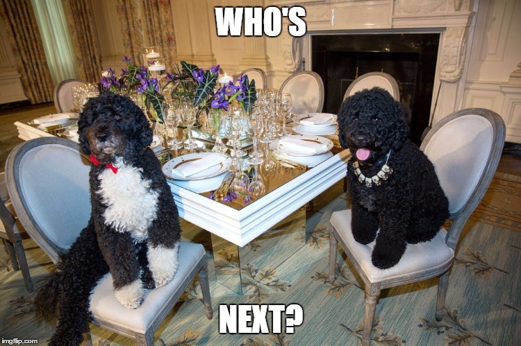 We don't bite | WHO'S; NEXT? | image tagged in bo  sunny's  dinnertime thoughts,pissed off obama,bad pun dogs,funny memes | made w/ Imgflip meme maker