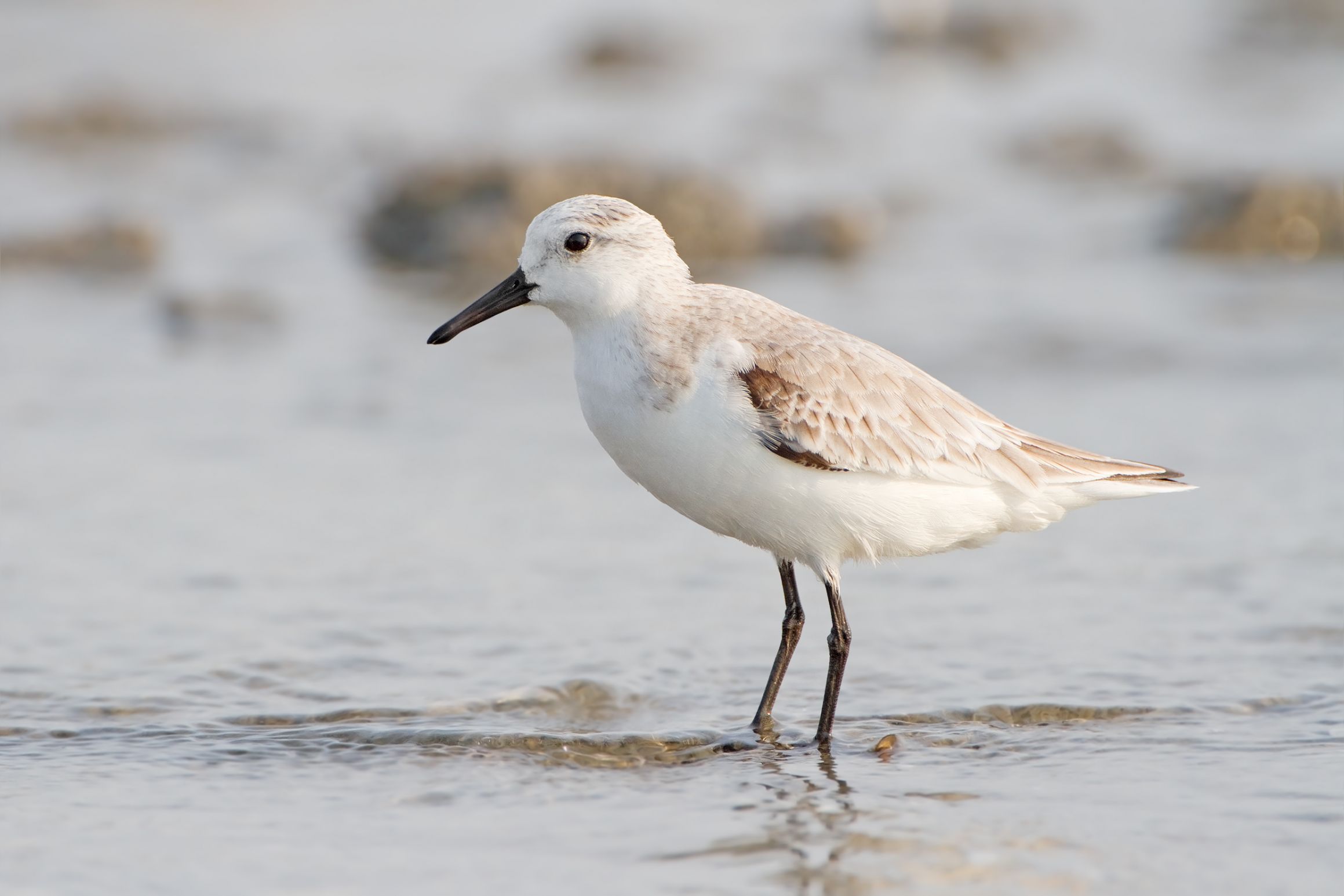 High Quality Sanderling Blank Meme Template