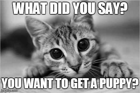 image tagged in cats,cute,kittens | made w/ Imgflip meme maker