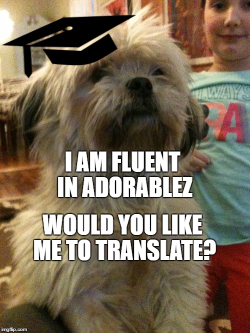 Adorablez | I AM FLUENT IN ADORABLEZ; WOULD YOU LIKE ME TO TRANSLATE? | image tagged in adorable,dog,animals | made w/ Imgflip meme maker