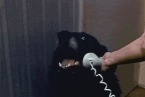 Dog Phone Blank Meme Template