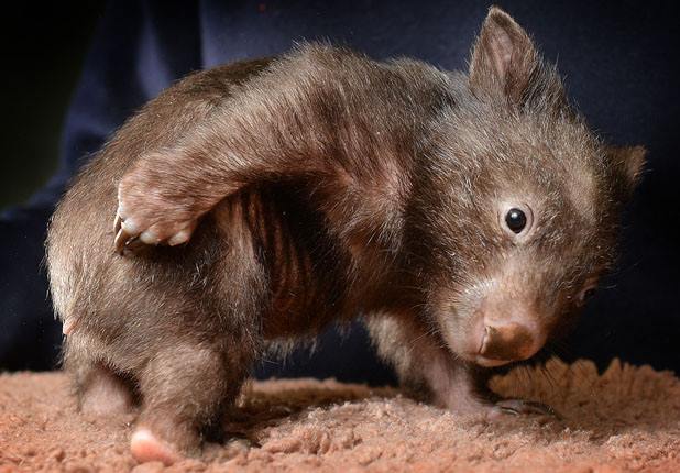 BabyWombat Blank Meme Template