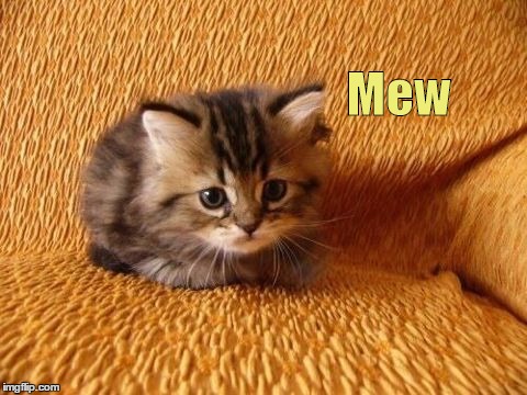 Baby kitteh | Mew | image tagged in kitty,memes | made w/ Imgflip meme maker