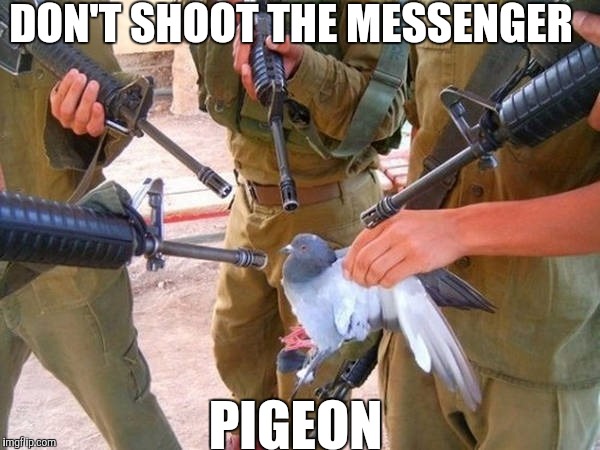 DON'T SHOOT THE MESSENGER; PIGEON | image tagged in original meme | made w/ Imgflip meme maker