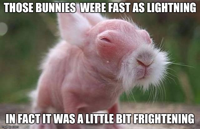 THOSE BUNNIES  WERE FAST AS LIGHTNING IN FACT IT WAS A LITTLE BIT FRIGHTENING | made w/ Imgflip meme maker
