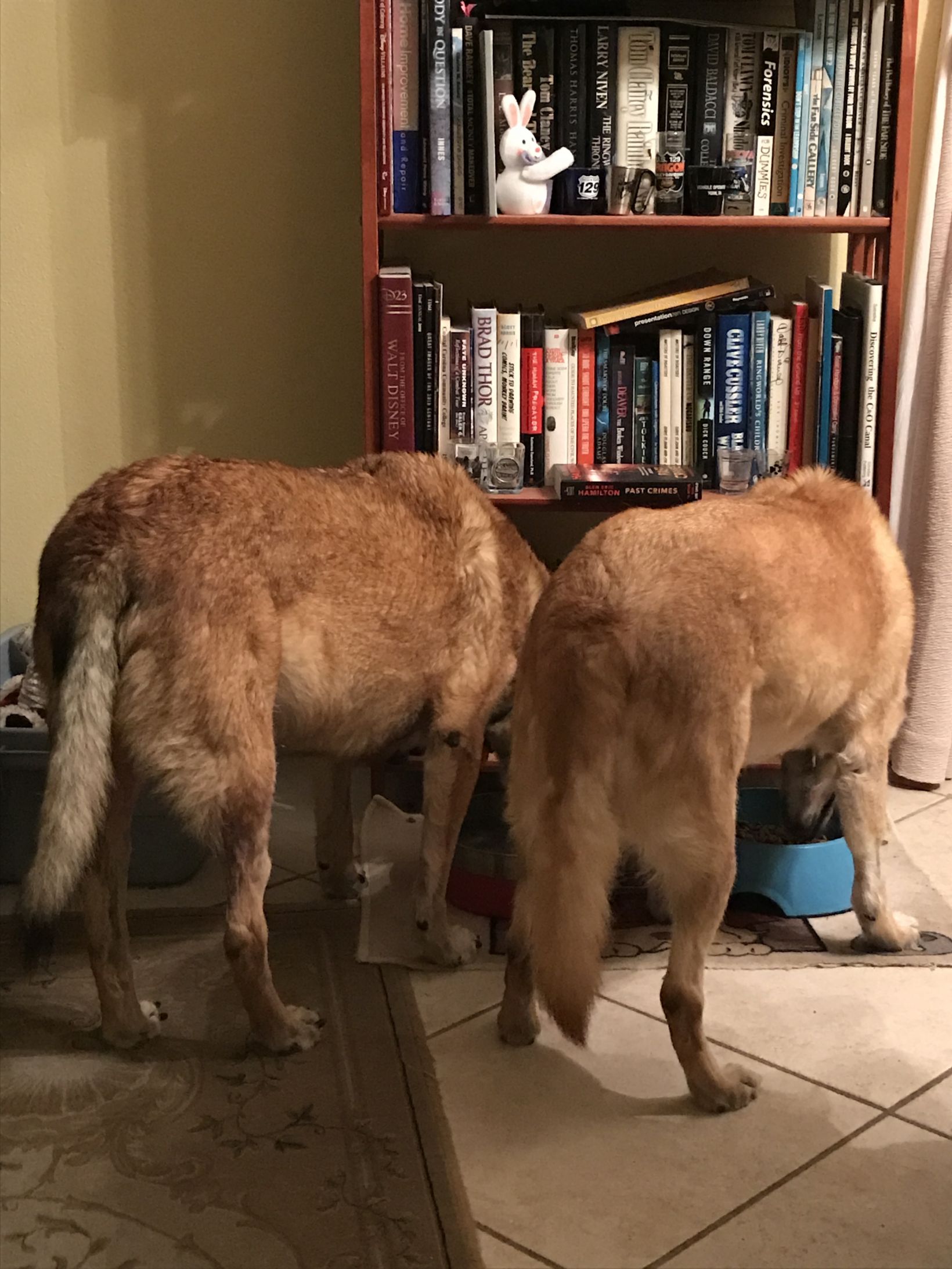 Dog butts Blank Meme Template