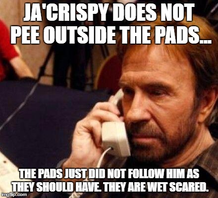 CHUCK NORRIS | JA'CRISPY DOES NOT PEE OUTSIDE THE PADS... THE PADS JUST DID NOT FOLLOW HIM AS THEY SHOULD HAVE. THEY ARE WET SCARED. | image tagged in chuck norris | made w/ Imgflip meme maker