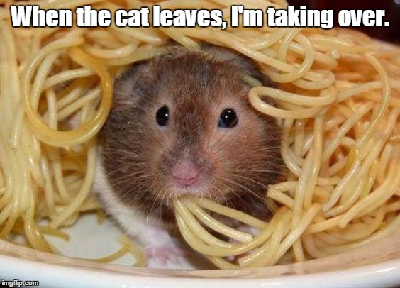 Spaghetti | When the cat leaves, I'm taking over. | image tagged in spaghetti | made w/ Imgflip meme maker