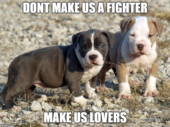 Pitbulls | DONT MAKE US A FIGHTER; MAKE US LOVERS | image tagged in pitbulls | made w/ Imgflip meme maker