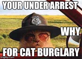 avo2484catsheriff | YOUR UNDER ARREST; WHY; FOR CAT BURGLARY | image tagged in avo2484catsheriff | made w/ Imgflip meme maker