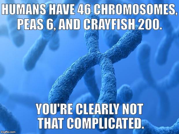 Not at all complicated | HUMANS HAVE 46 CHROMOSOMES, PEAS 6, AND CRAYFISH 200. YOU'RE CLEARLY NOT THAT COMPLICATED. | image tagged in chromosomes,complicated | made w/ Imgflip meme maker