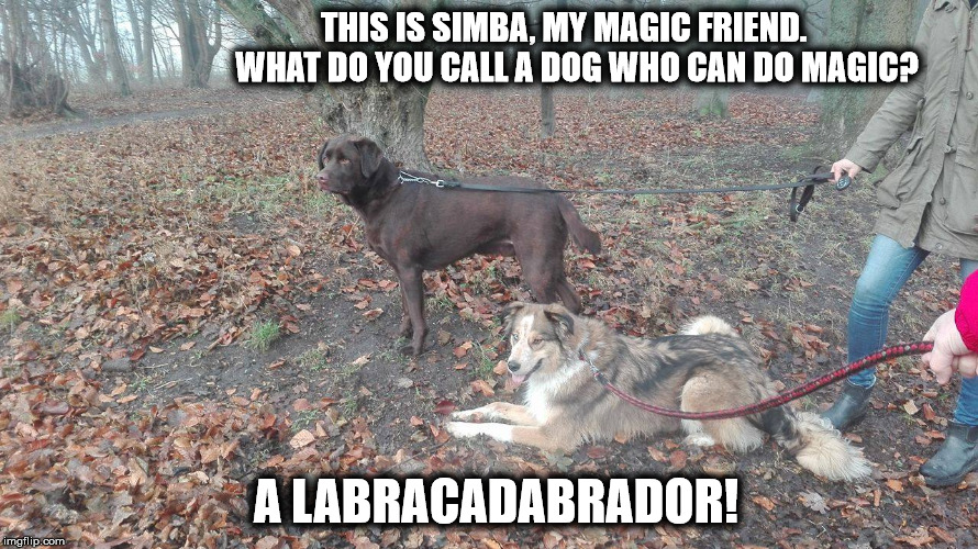 Simba | THIS IS SIMBA, MY MAGIC FRIEND.                           WHAT DO YOU CALL A DOG WHO CAN DO MAGIC? A LABRACADABRADOR! | image tagged in dog | made w/ Imgflip meme maker