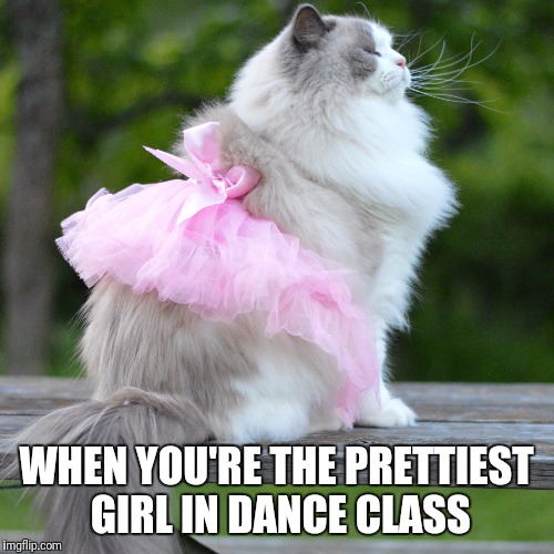 Princess - aurorapurr | WHEN YOU'RE THE PRETTIEST GIRL IN DANCE CLASS | image tagged in cats,queen,princess,beautiful | made w/ Imgflip meme maker