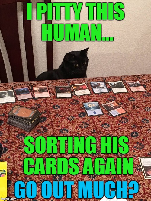 Cat pitties human magic collector |  I PITTY THIS HUMAN... SORTING HIS CARDS AGAIN; GO OUT MUCH? | image tagged in cat,human,magic,magic the gathering,cards,meme | made w/ Imgflip meme maker