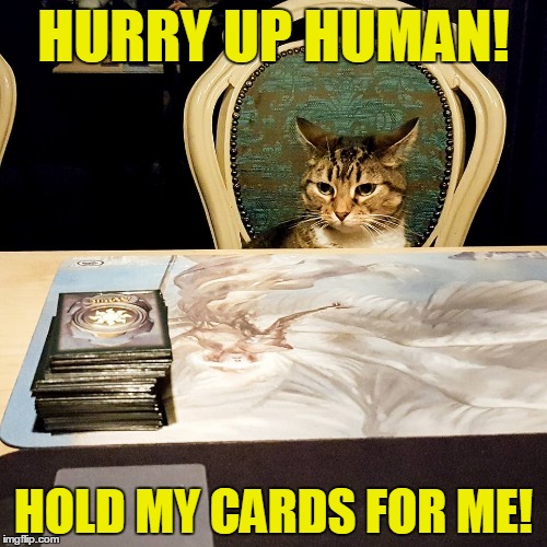 Cat playing magic with human | HURRY UP HUMAN! HOLD MY CARDS FOR ME! | image tagged in cat,human,magic the gathering,magic,play,meme | made w/ Imgflip meme maker