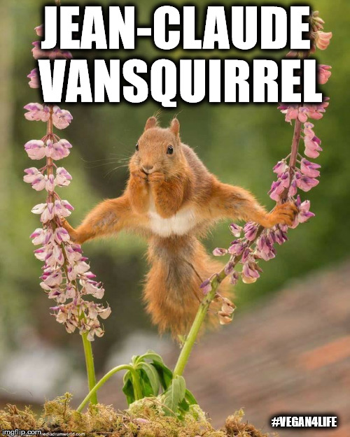 Jean-Claude VanSquirrel  | JEAN-CLAUDE VANSQUIRREL; #VEGAN4LIFE | image tagged in memes,funny,vegan4life,jean-claude vansquirrel,jean-claude van damme | made w/ Imgflip meme maker