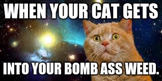 Cat got yo weed | WHEN YOUR CAT GETS; INTO YOUR BOMB ASS WEED. | image tagged in cat got yo weed,weed,bomb ass weed,cat that's high,high | made w/ Imgflip meme maker