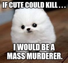 IF CUTE COULD KILL . . . I WOULD BE A MASS MURDERER. | image tagged in if cute could kill | made w/ Imgflip meme maker