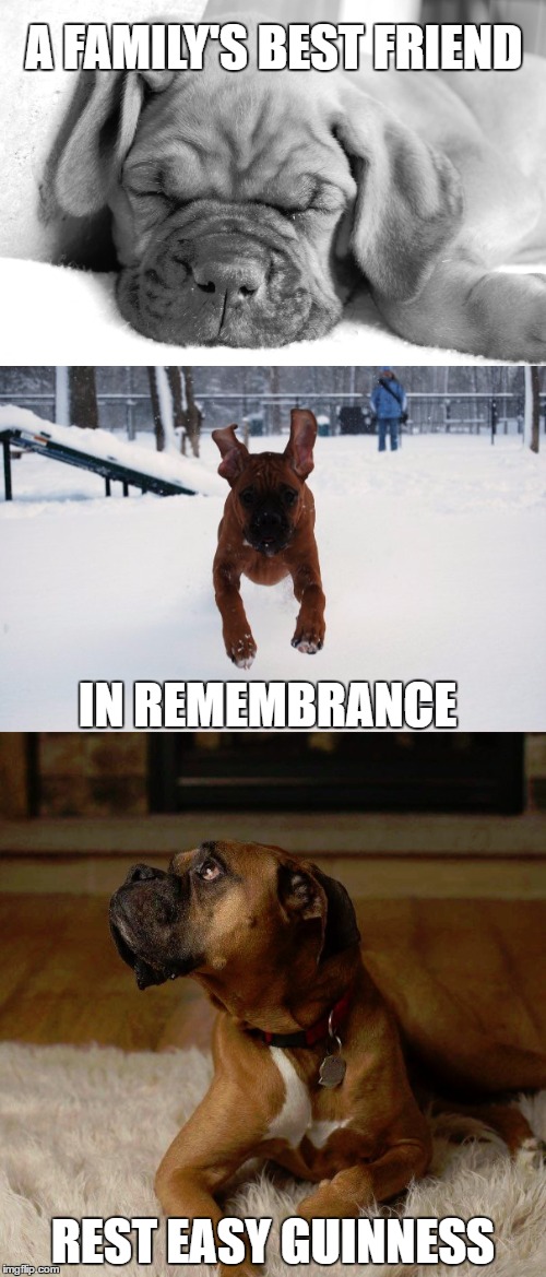 Man's best friend. Gone but not forgotten. |  A FAMILY'S BEST FRIEND; IN REMEMBRANCE; REST EASY GUINNESS | image tagged in condolences,funeral,sad,man's best friend,dog heaven,boxer dog | made w/ Imgflip meme maker