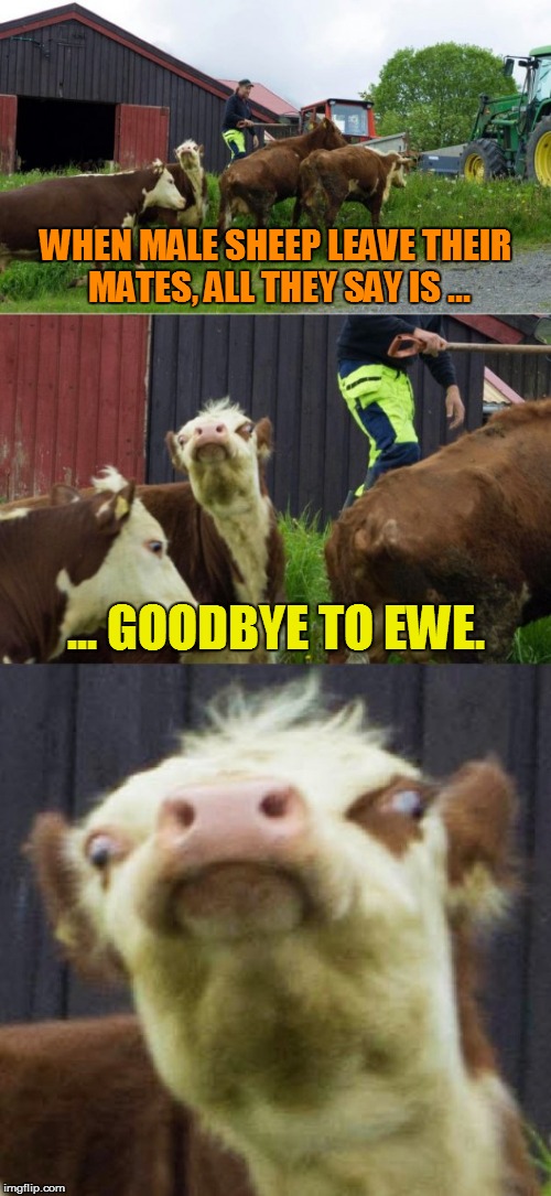Bad Pun Cow | WHEN MALE SHEEP LEAVE THEIR MATES, ALL THEY SAY IS ... ... GOODBYE TO EWE. | image tagged in bad pun cow,sheep,funny memes,bad puns | made w/ Imgflip meme maker