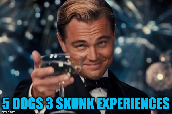 Leonardo Dicaprio Cheers Meme | 5 DOGS 3 SKUNK EXPERIENCES | image tagged in memes,leonardo dicaprio cheers | made w/ Imgflip meme maker