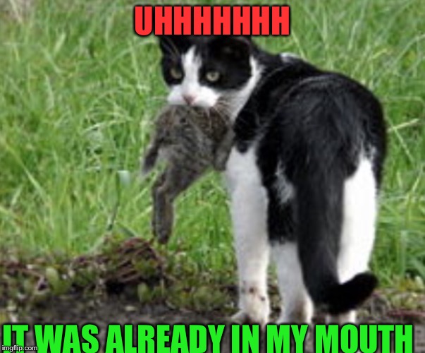 Dead | UHHHHHHH; IT WAS ALREADY IN MY MOUTH | image tagged in funny | made w/ Imgflip meme maker