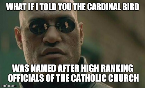 Matrix Morpheus Meme | WHAT IF I TOLD YOU THE CARDINAL BIRD WAS NAMED AFTER HIGH RANKING OFFICIALS OF THE CATHOLIC CHURCH | image tagged in memes,matrix morpheus | made w/ Imgflip meme maker