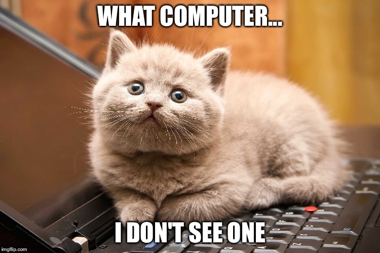 Computer cat | WHAT COMPUTER... I DON'T SEE ONE | image tagged in cats | made w/ Imgflip meme maker