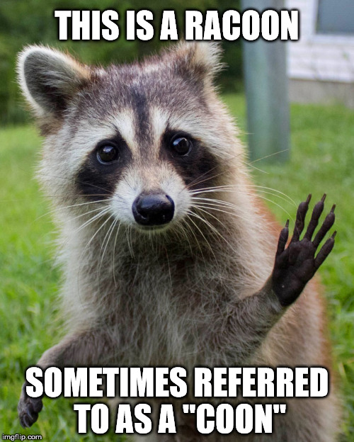 THIS IS A RACOON; SOMETIMES REFERRED TO AS A "COON" | image tagged in racoon | made w/ Imgflip meme maker