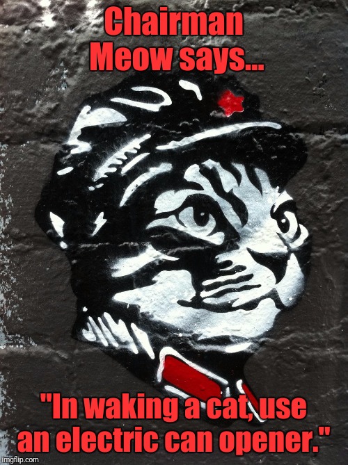 Communist Kity | Chairman Meow says... "In waking a cat, use an electric can opener." | image tagged in communist kity | made w/ Imgflip meme maker