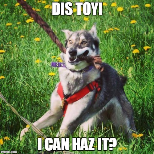 DIS TOY! I CAN HAZ IT? | image tagged in dog,doggo,toy,crazy eyes | made w/ Imgflip meme maker