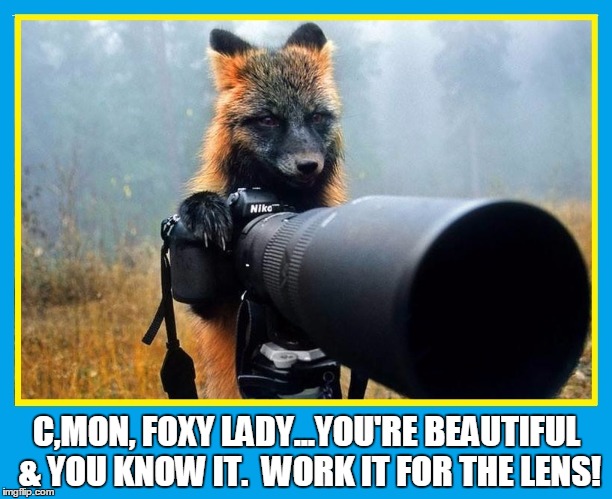 Michael Jay, Fox Fotographer | C,MON, FOXY LADY...YOU'RE BEAUTIFUL & YOU KNOW IT.  WORK IT FOR THE LENS! | image tagged in vince vance,fox photographer,foxy lady,fox super model | made w/ Imgflip meme maker