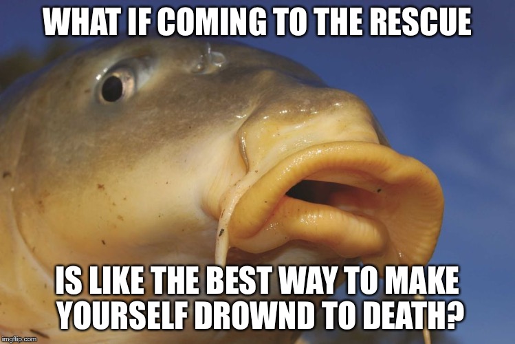 Carp | WHAT IF COMING TO THE RESCUE IS LIKE THE BEST WAY TO MAKE YOURSELF DROWND TO DEATH? | image tagged in carp | made w/ Imgflip meme maker