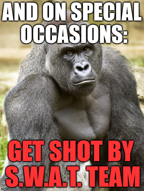 Harambe | AND ON SPECIAL OCCASIONS: GET SHOT BY S.W.A.T. TEAM | image tagged in harambe | made w/ Imgflip meme maker