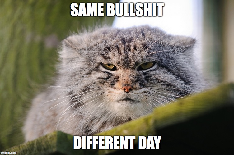 pallas's cat | SAME BULLSHIT DIFFERENT DAY | image tagged in boredom | made w/ Imgflip meme maker