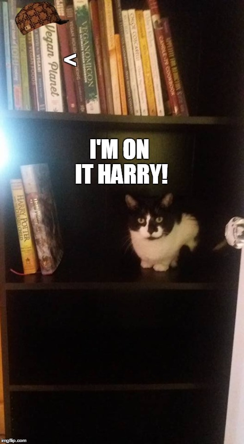 < I'M ON IT HARRY! | image tagged in funny,funny meme,funny cats,2017,trump | made w/ Imgflip meme maker
