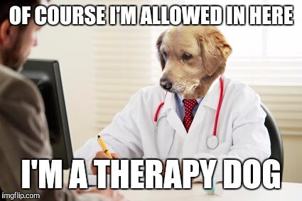 Service animal | OF COURSE I'M ALLOWED IN HERE; I'M A THERAPY DOG | image tagged in doctor dog no idea what i'm doing | made w/ Imgflip meme maker