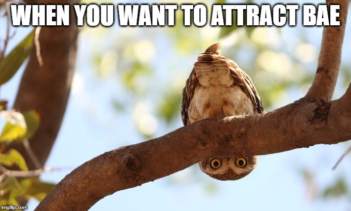 WHEN YOU WANT TO ATTRACT BAE | image tagged in owl,bae | made w/ Imgflip meme maker