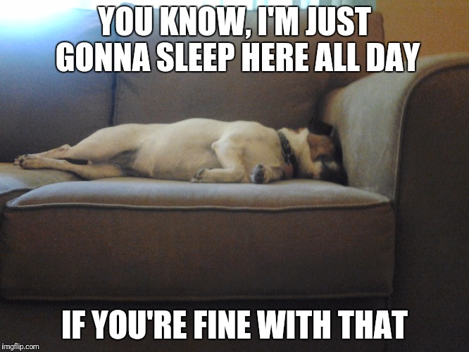 Sleepy Dog | YOU KNOW, I'M JUST GONNA SLEEP HERE ALL DAY; IF YOU'RE FINE WITH THAT | image tagged in sleepy dog | made w/ Imgflip meme maker