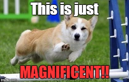 Corgi | This is just; MAGNIFICENT!! | image tagged in corgi | made w/ Imgflip meme maker