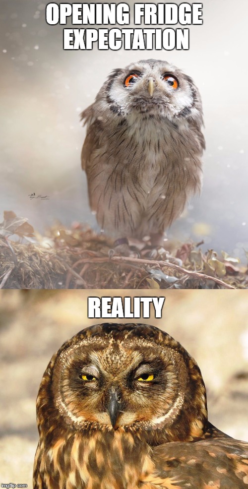 OPENING FRIDGE EXPECTATION; REALITY | image tagged in owl,expectation vs reality | made w/ Imgflip meme maker